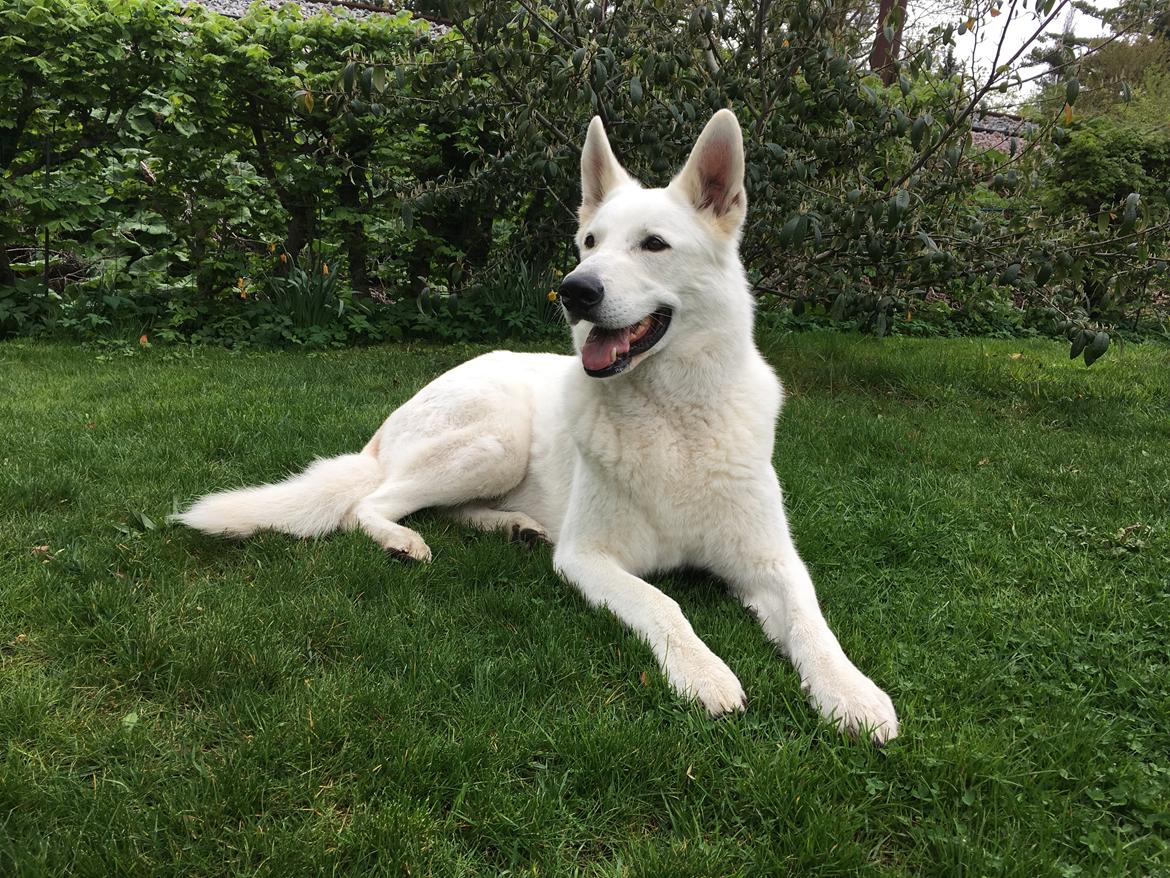 Hvid schæfer Charlie billede 7