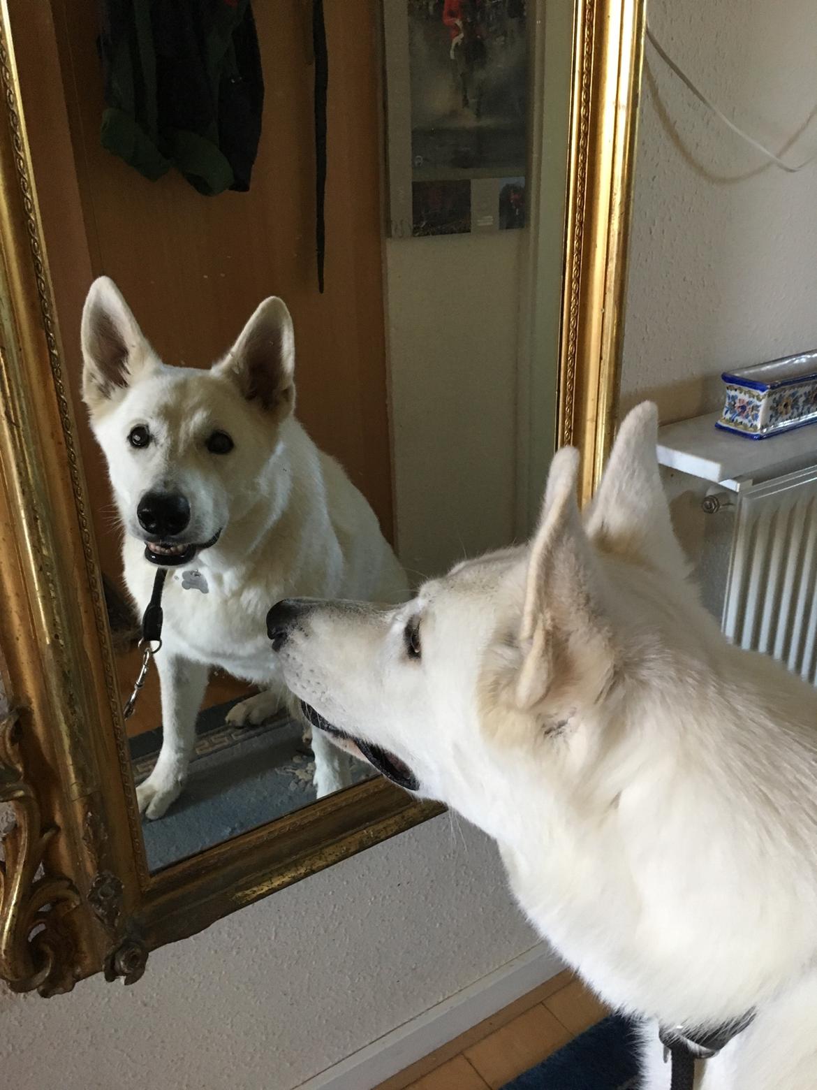 Hvid schæfer Charlie billede 8