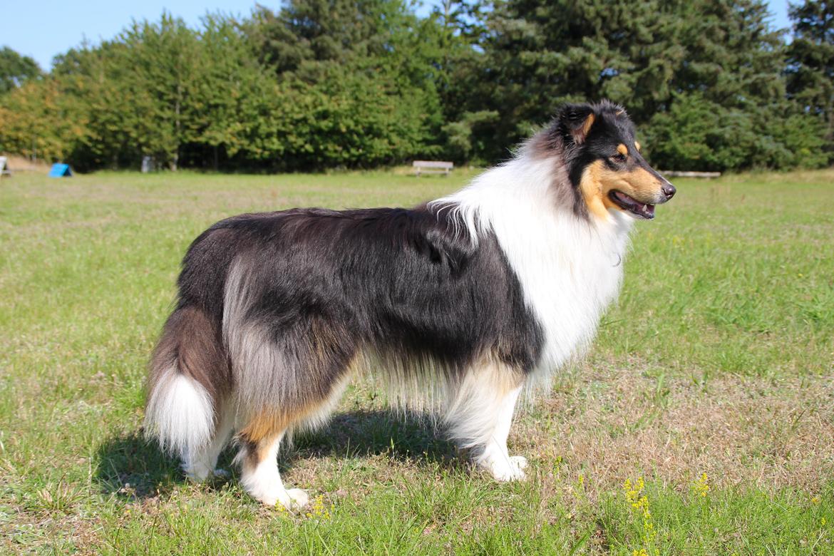 Collie langhåret Ebony Moor´s Daydreamer Dexter - Assie 1 år og 5 måneder billede 2