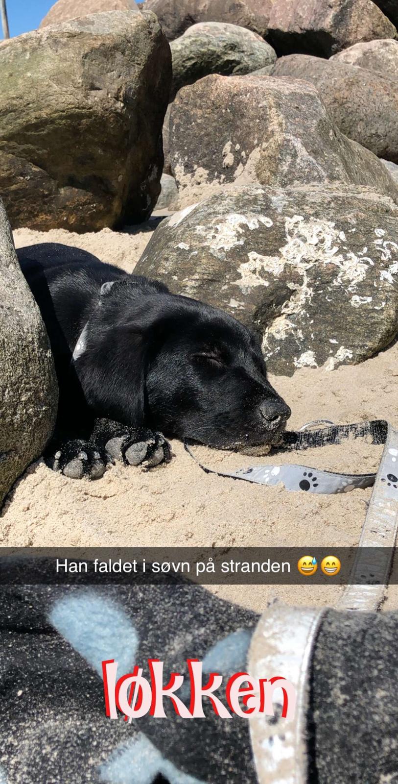 Labrador retriever JD (Just Dog)  billede 3