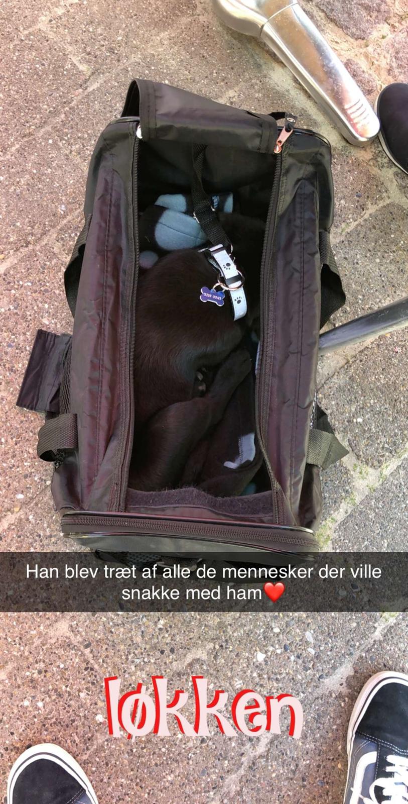 Labrador retriever JD (Just Dog)  billede 6