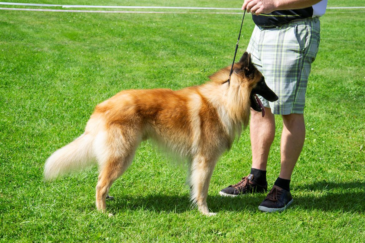 Tervueren Kenzo billede 19