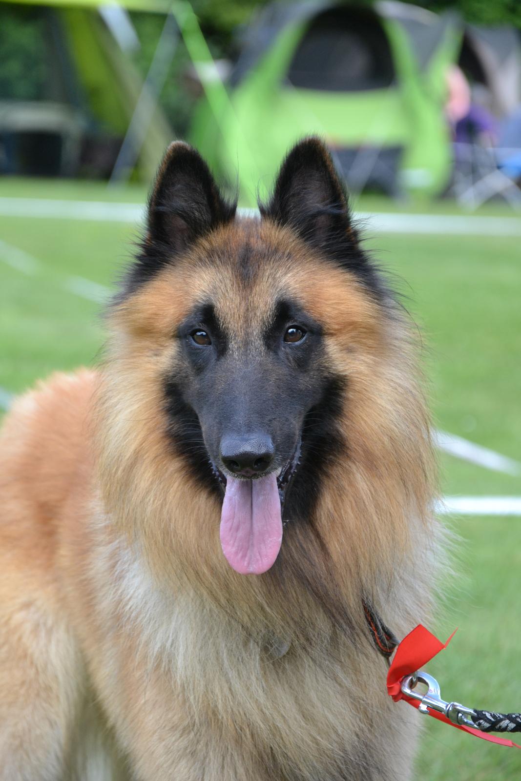 Tervueren Kenzo billede 12