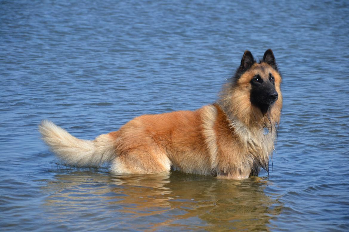 Tervueren Kenzo - Velkommen til Kenzo's profil :) billede 1