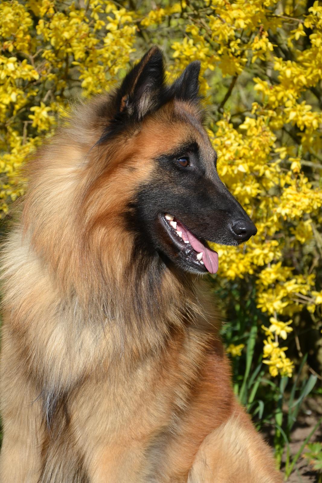 Tervueren Kenzo billede 2