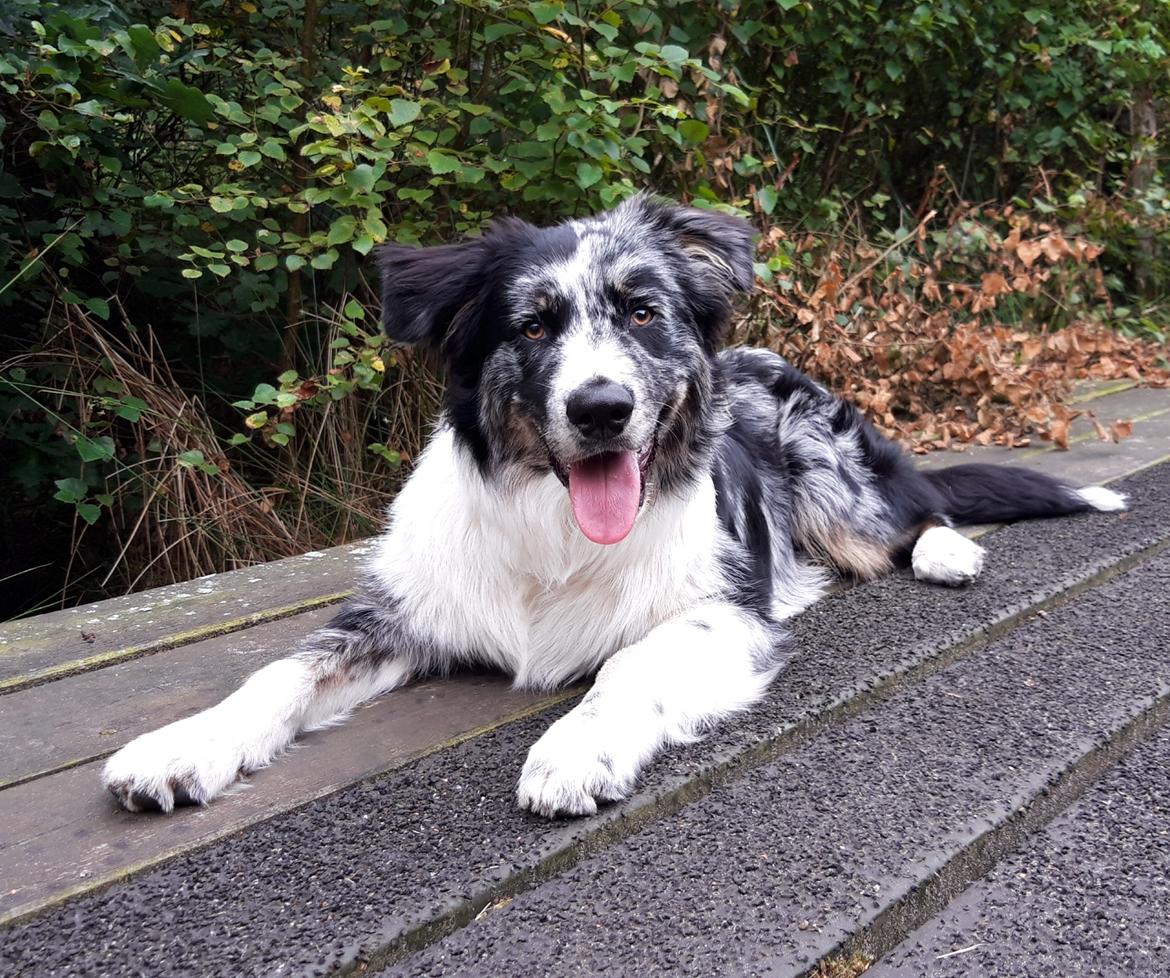 Australian shepherd Tillyhills Sten i Skon - 6,5 måned og ved at være en stor vaps :) billede 20