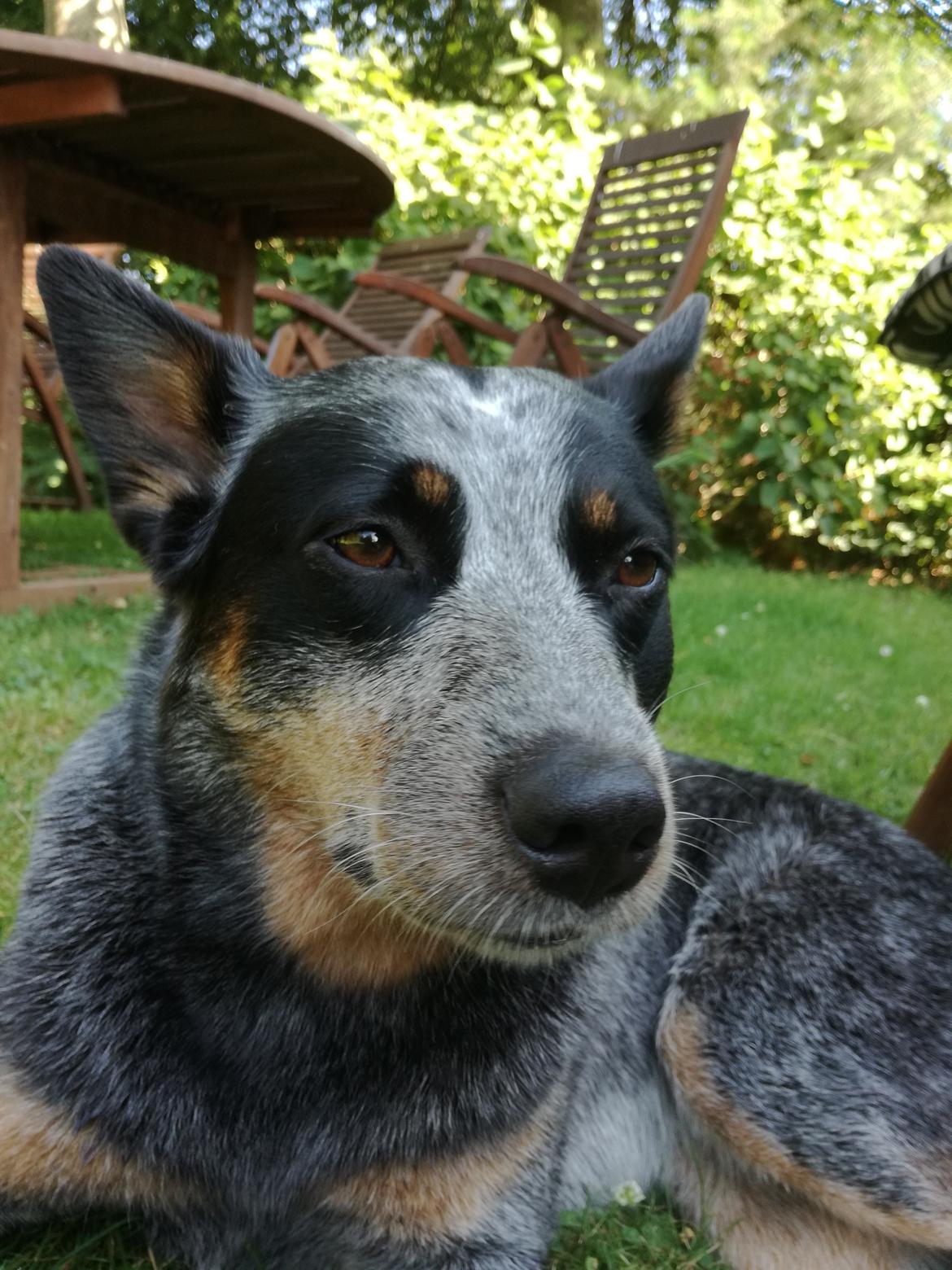 Australsk cattledog Lego billede 1