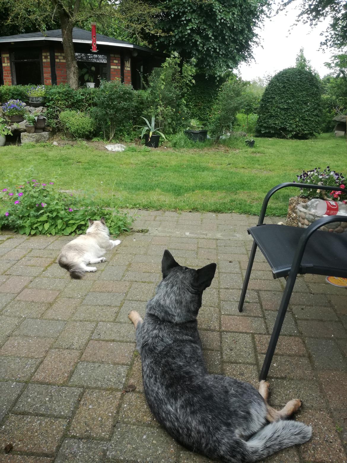 Australsk cattledog Lego billede 2