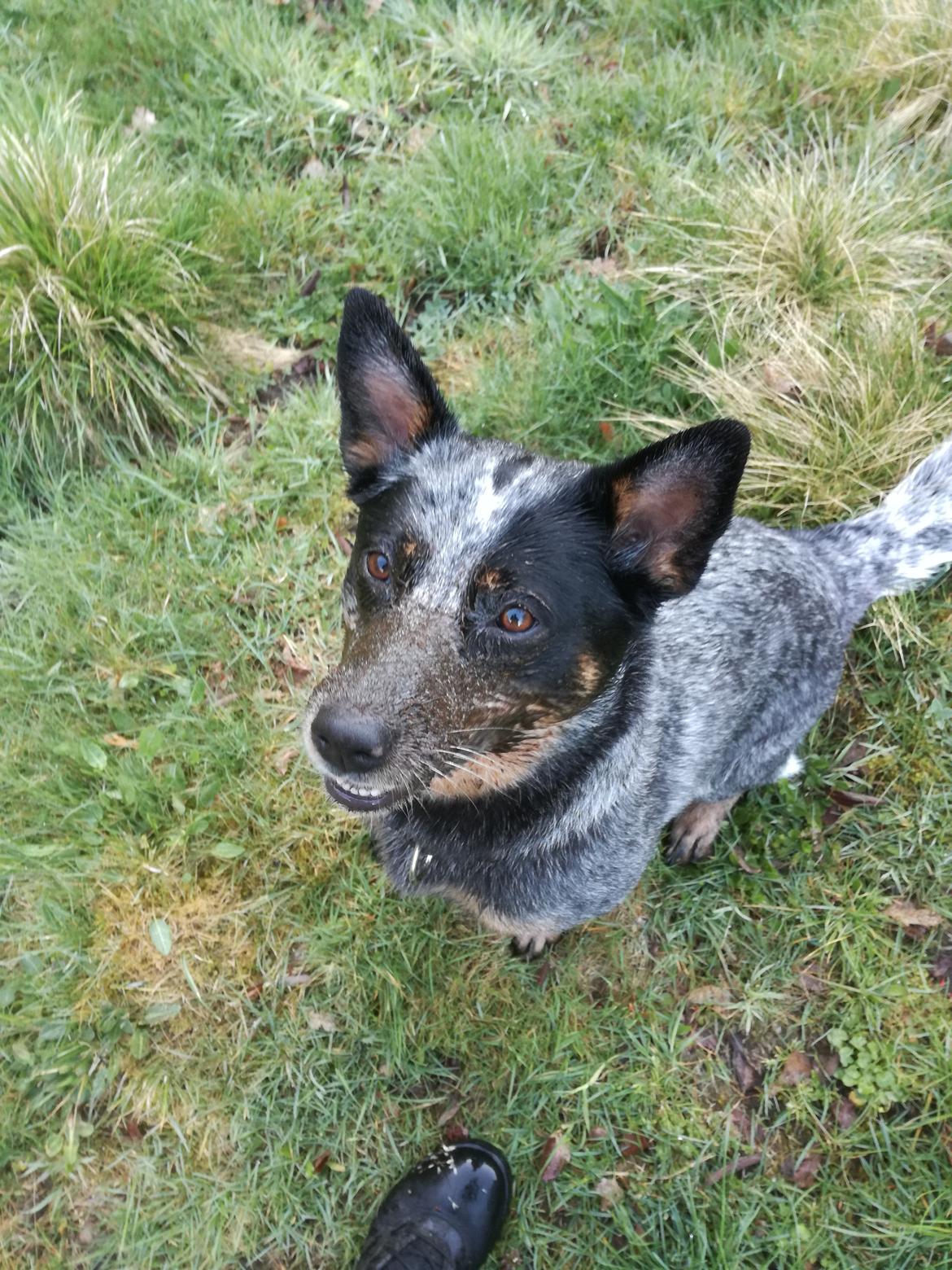 Australsk cattledog Lego billede 4