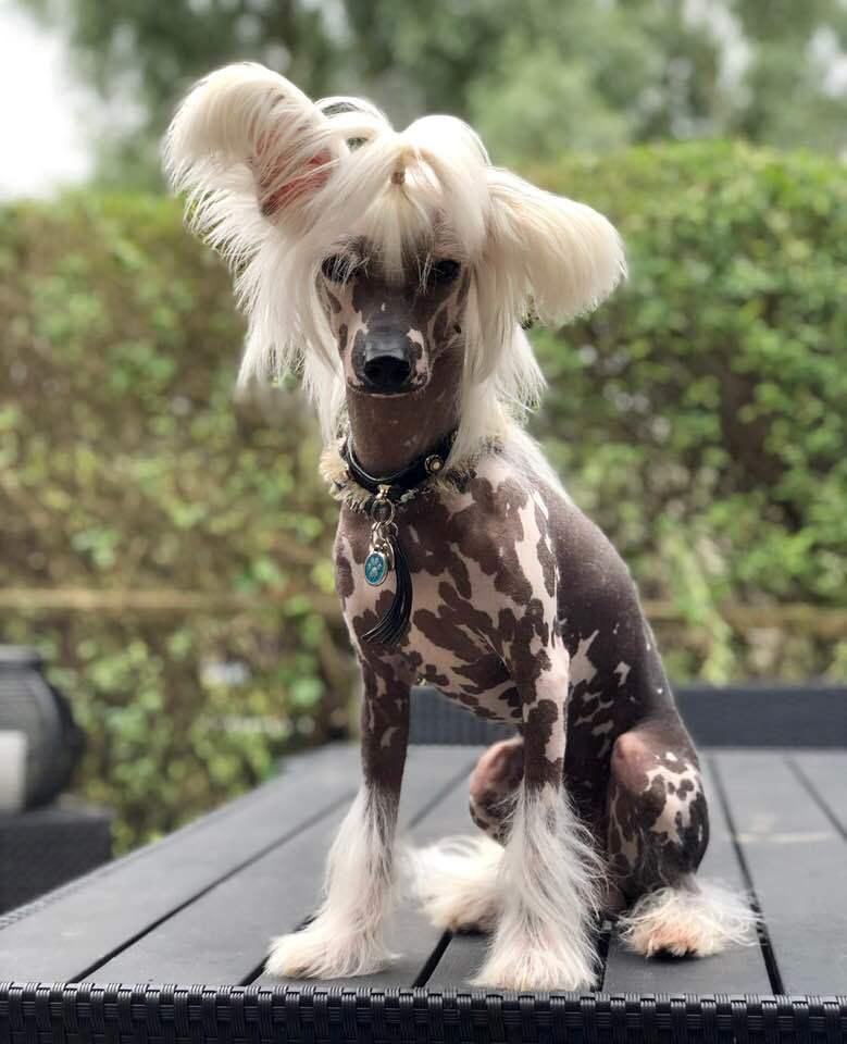 Chinese crested hårløs Malthe - August 2019 billede 11