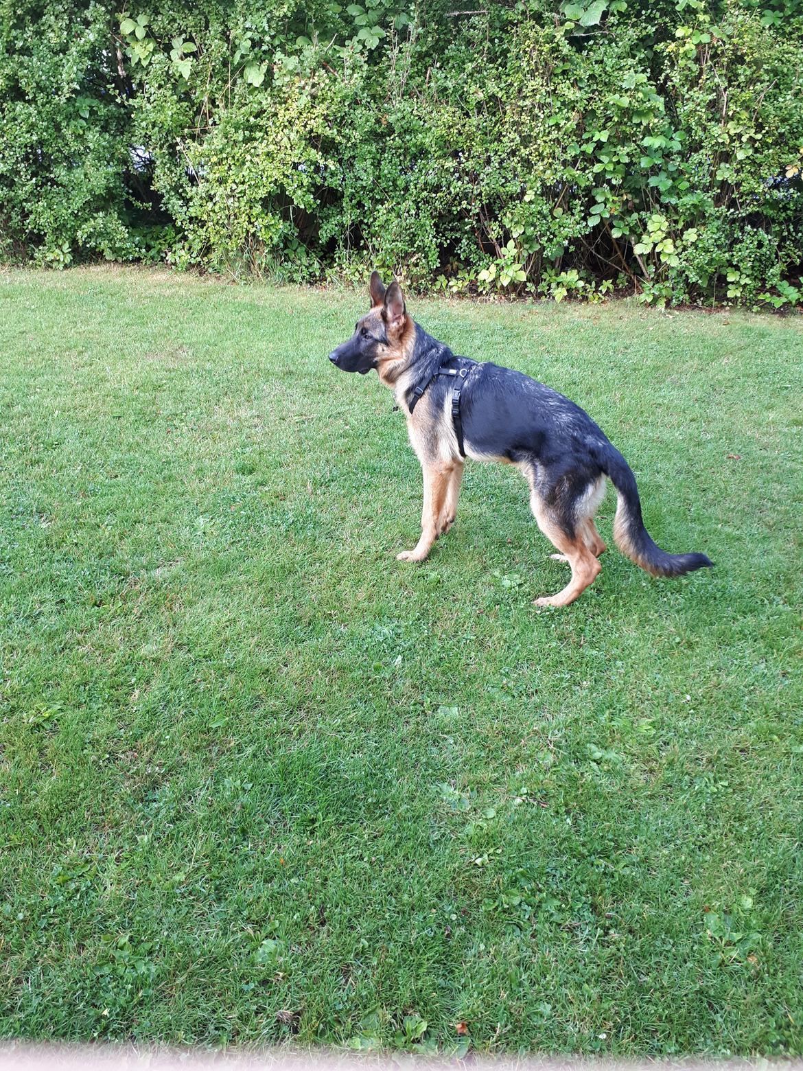 Schæferhund Santo jr. billede 33