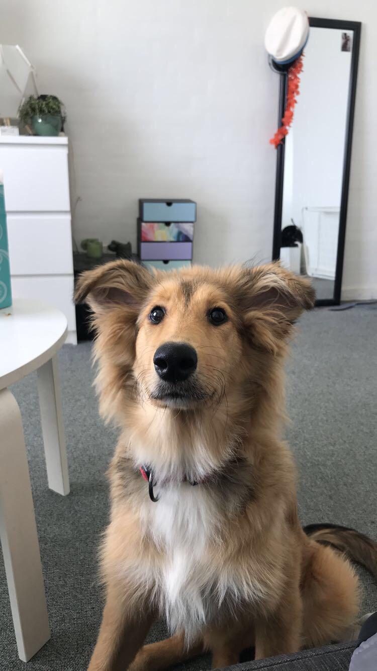 Blanding af racer Cassie billede 2