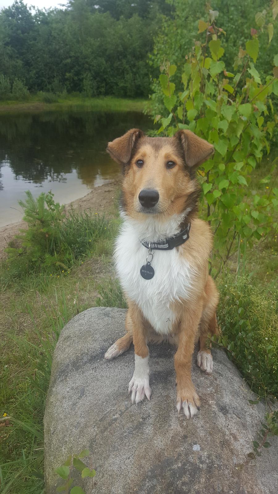 Blanding af racer Bertram  billede 5