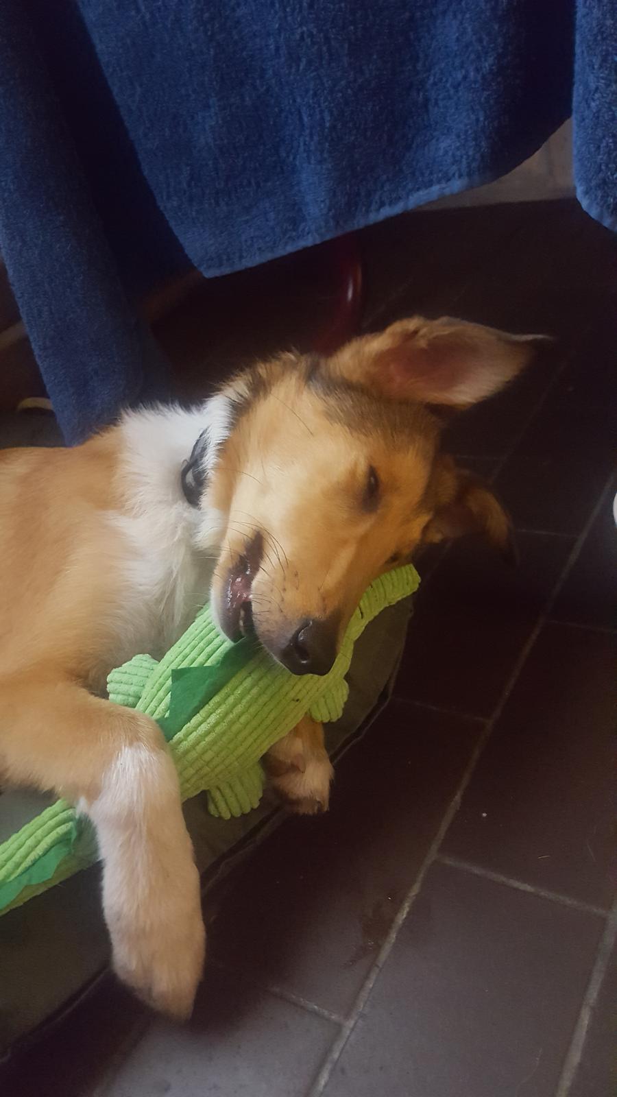 Blanding af racer Bertram  billede 3