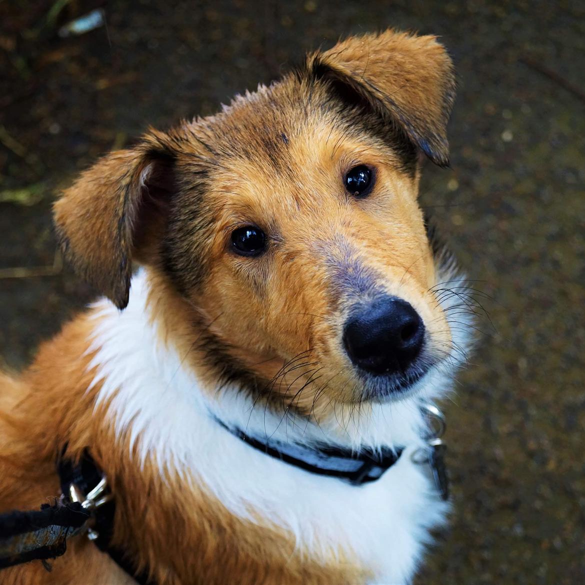 Blanding af racer Bertram  billede 10