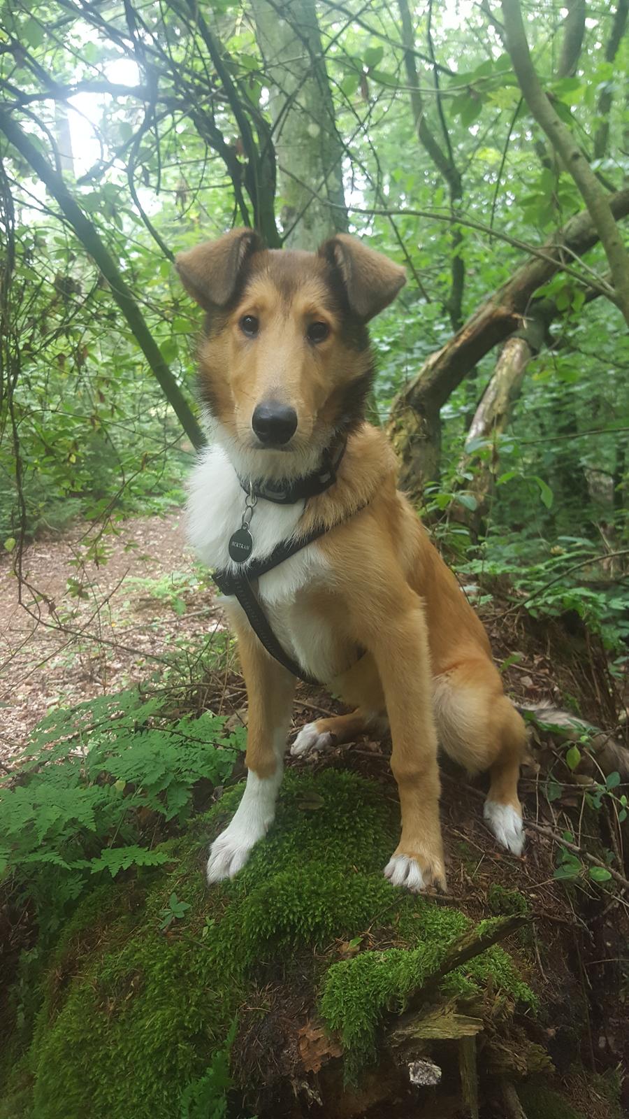 Blanding af racer Bertram  billede 4