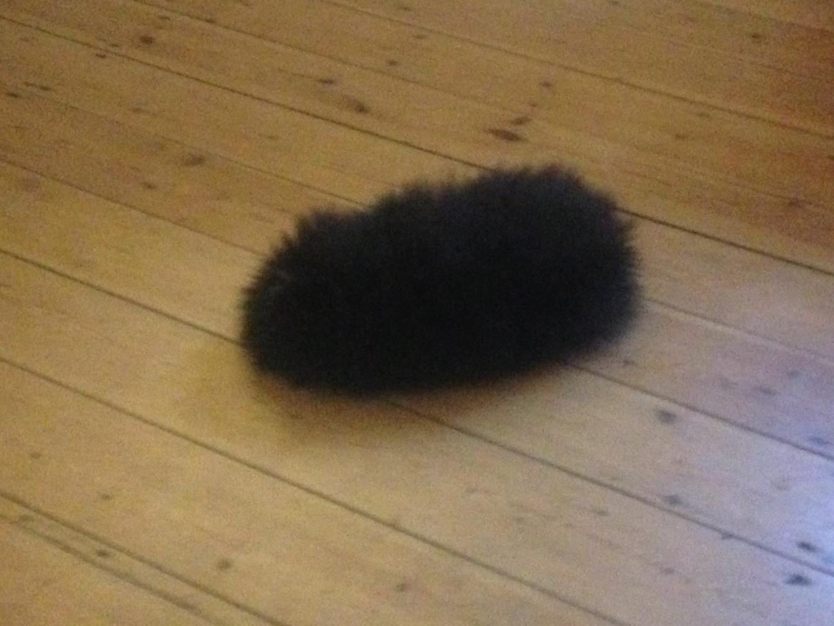 Pomeranian Kenzo  billede 3