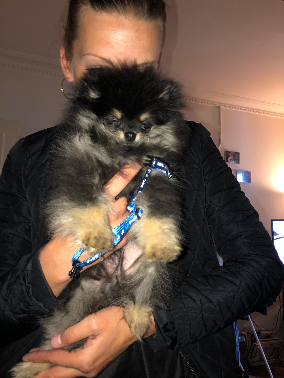 Pomeranian Kenzo  billede 2