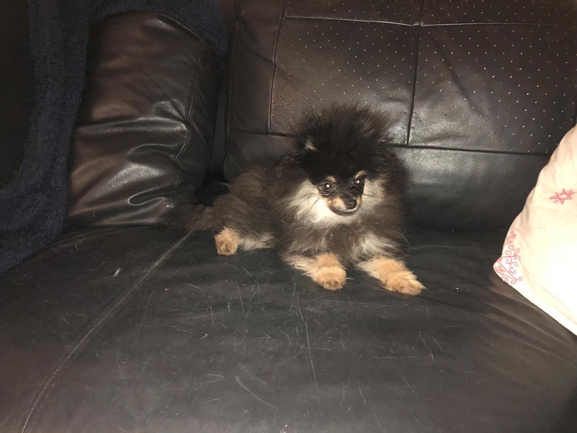 Pomeranian Kenzo  billede 5