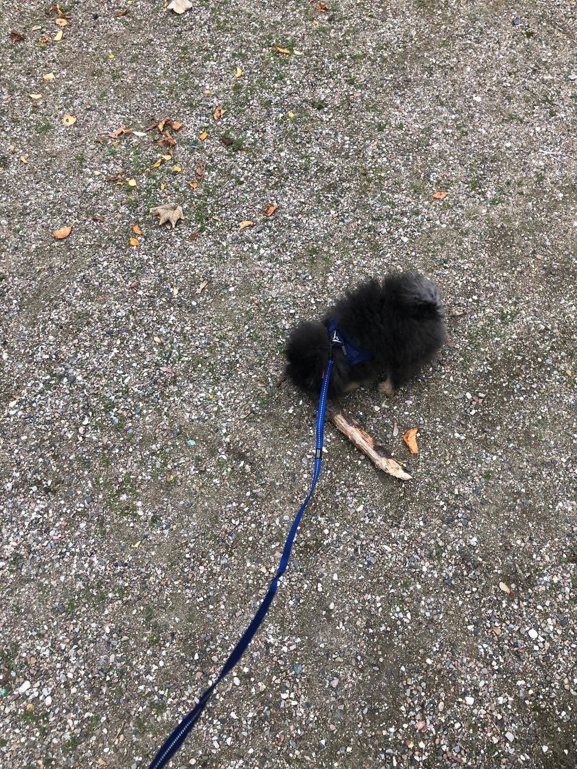 Pomeranian Kenzo  billede 4