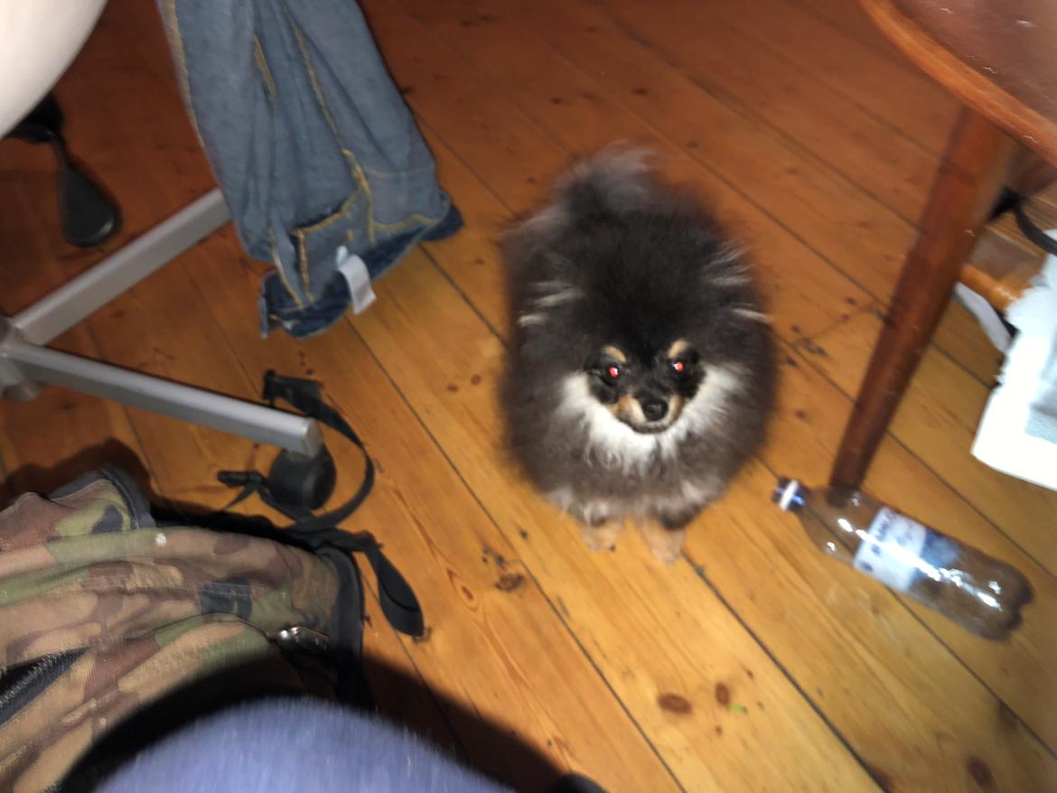 Pomeranian Kenzo  billede 6
