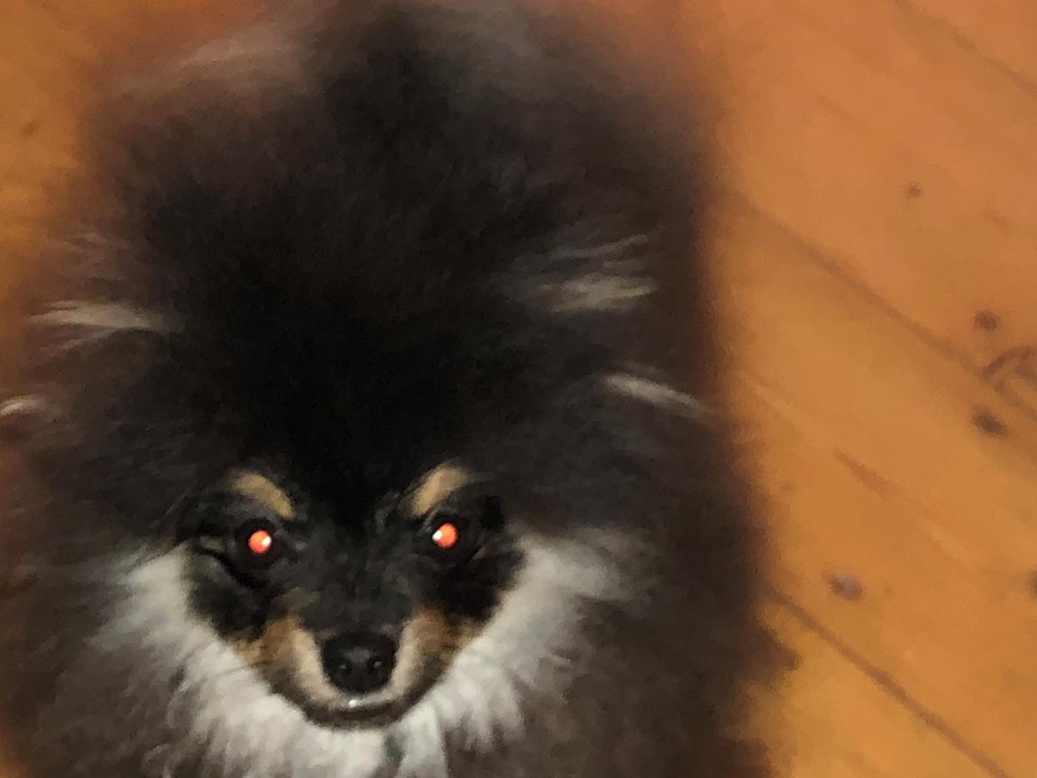 Pomeranian Kenzo  billede 7