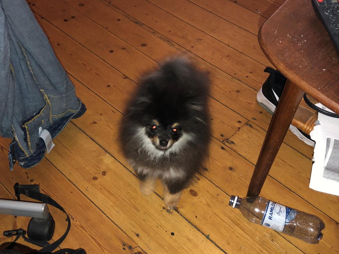 Pomeranian Kenzo  billede 8