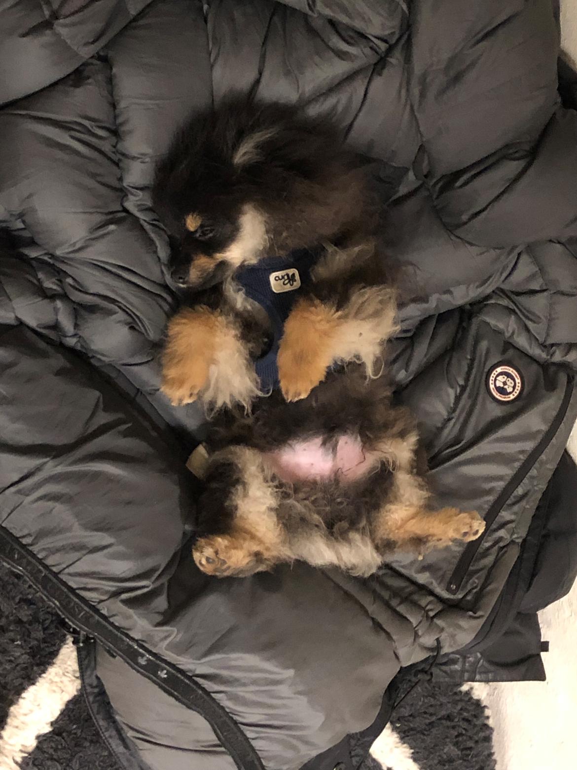 Pomeranian Kenzo  billede 9