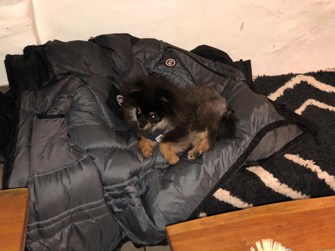 Pomeranian Kenzo  billede 11
