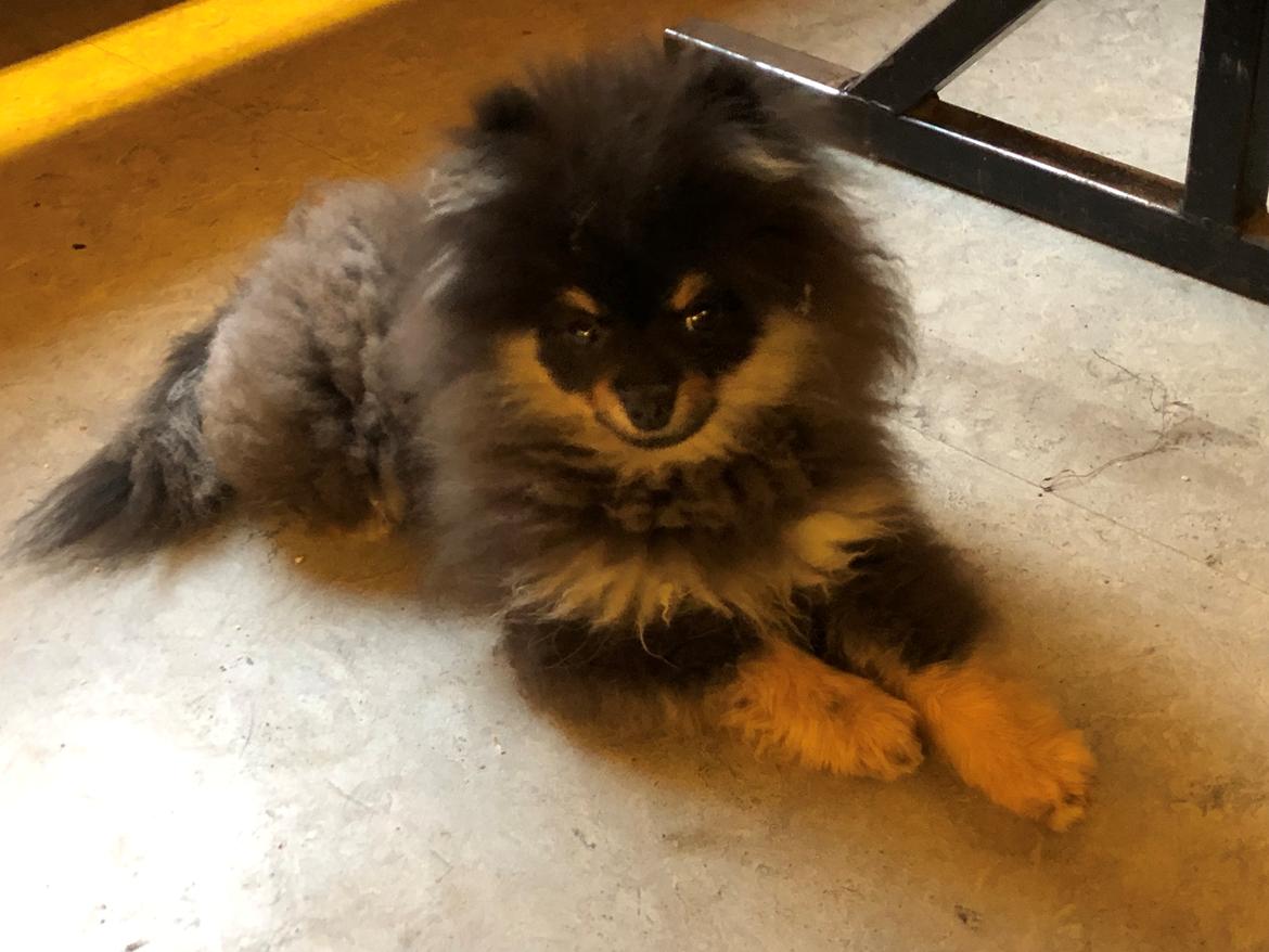Pomeranian Kenzo  billede 12