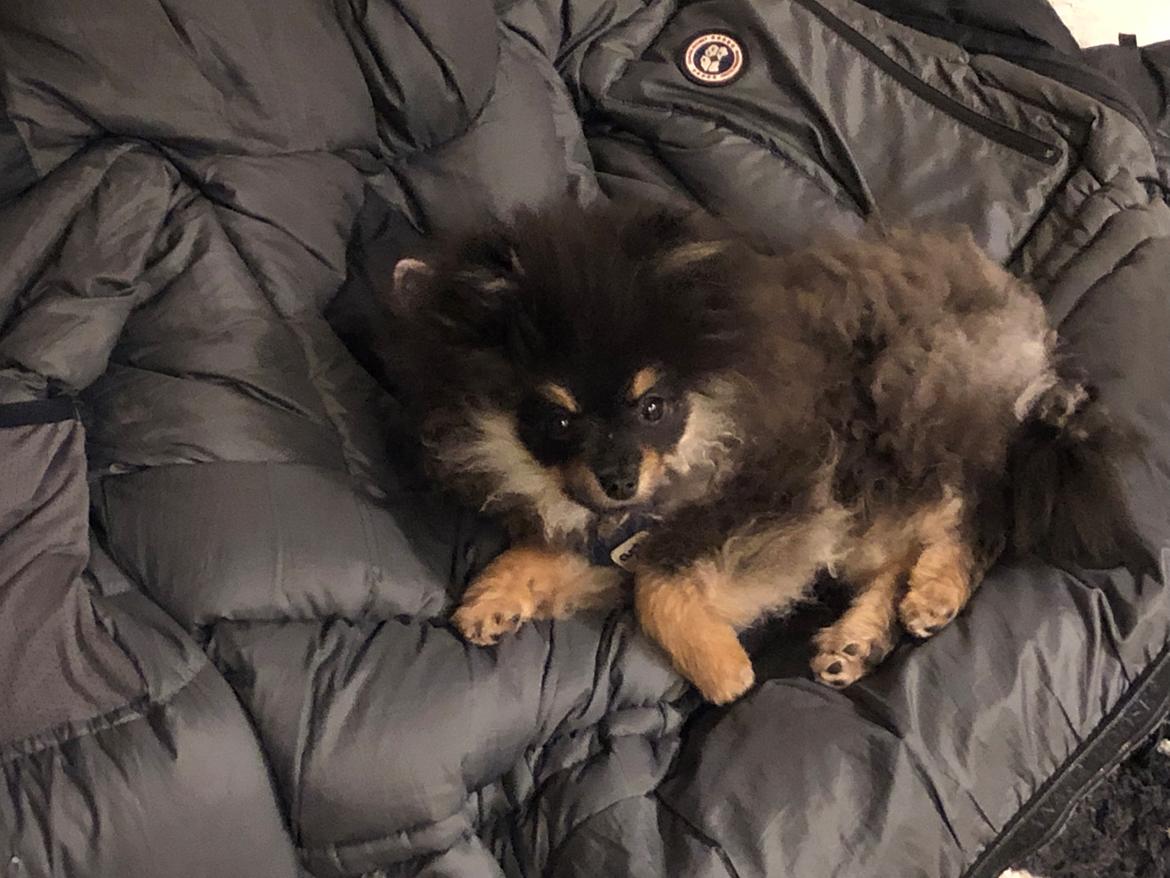 Pomeranian Kenzo  billede 10