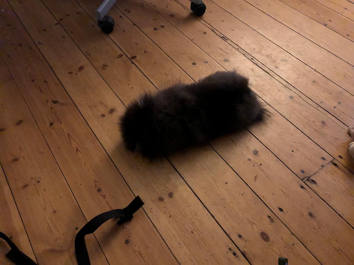 Pomeranian Kenzo  billede 14
