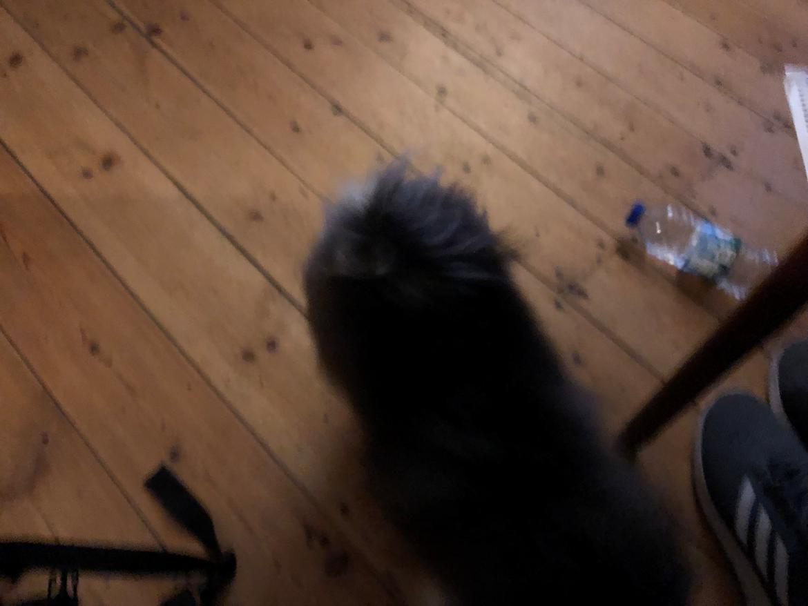 Pomeranian Kenzo  billede 16