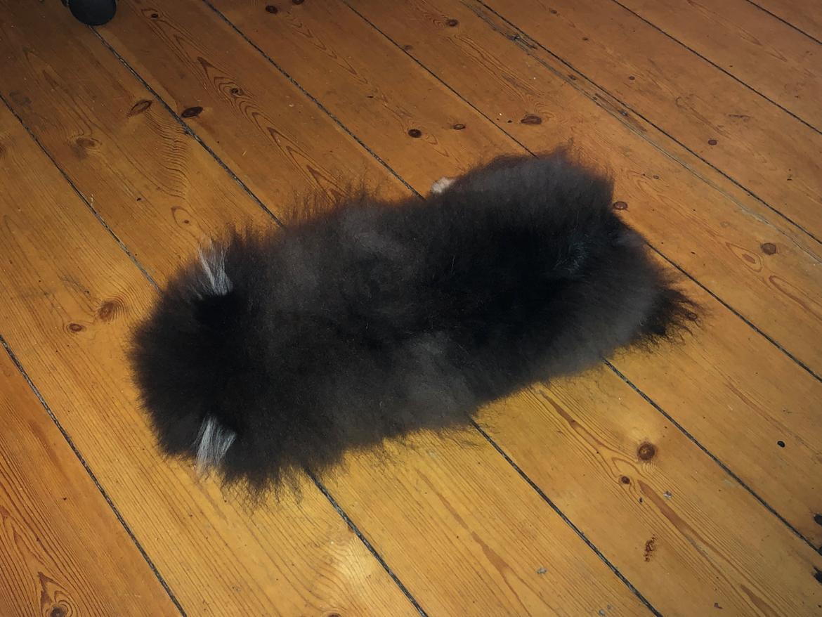 Pomeranian Kenzo  billede 17