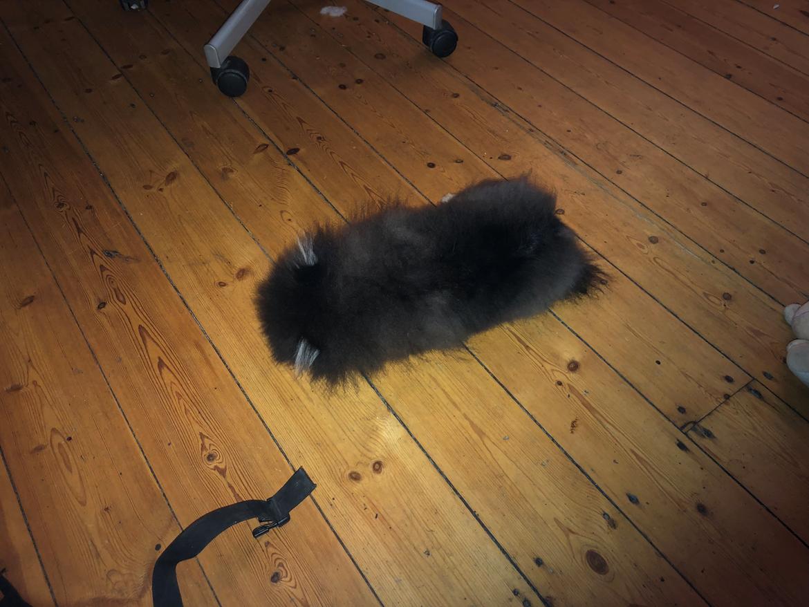 Pomeranian Kenzo  billede 15