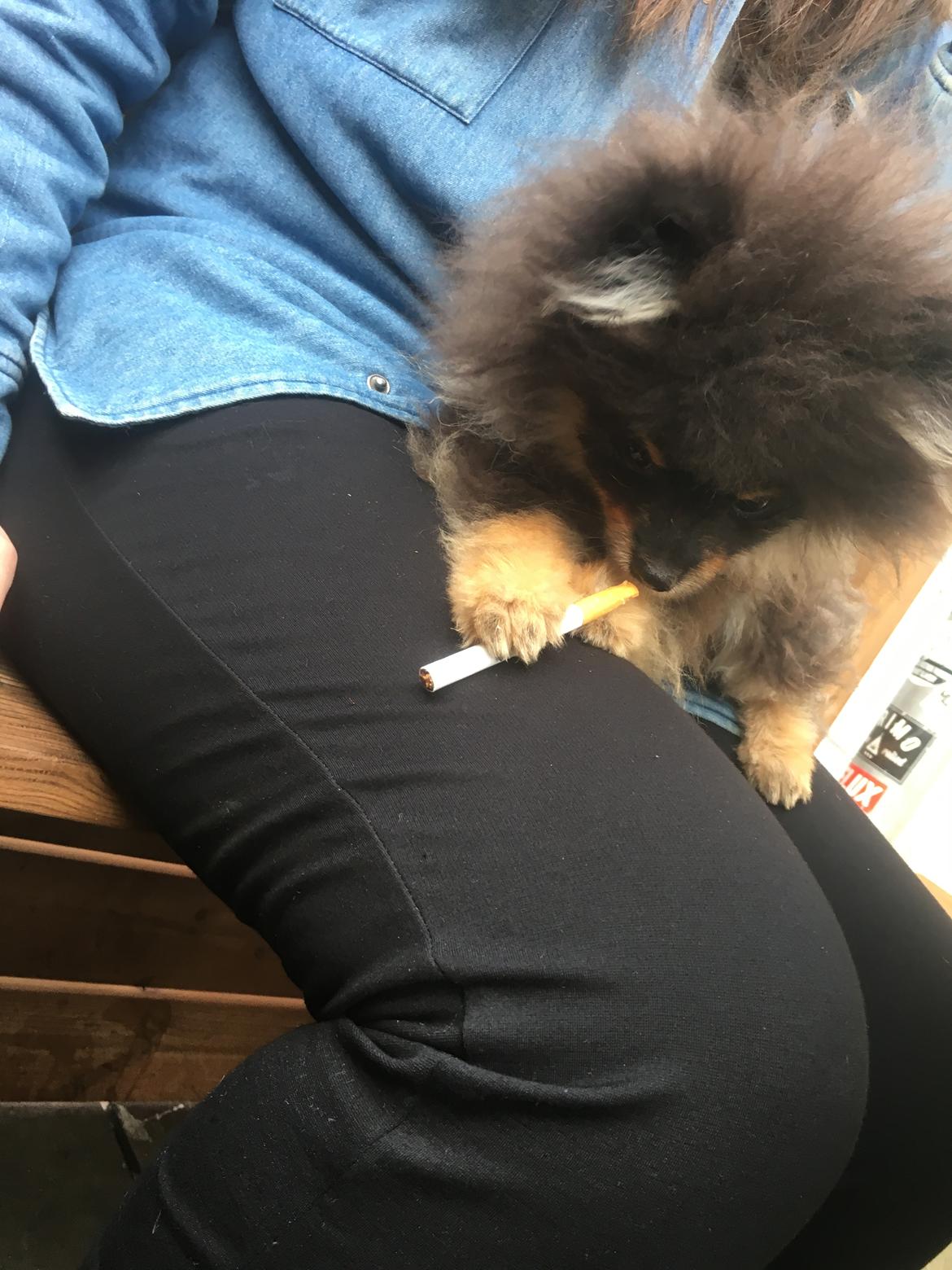 Pomeranian Kenzo  billede 22