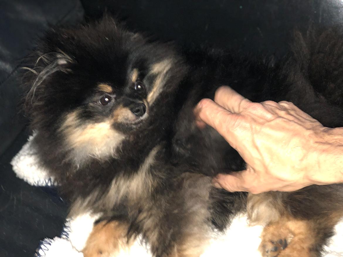 Pomeranian Kenzo  billede 23