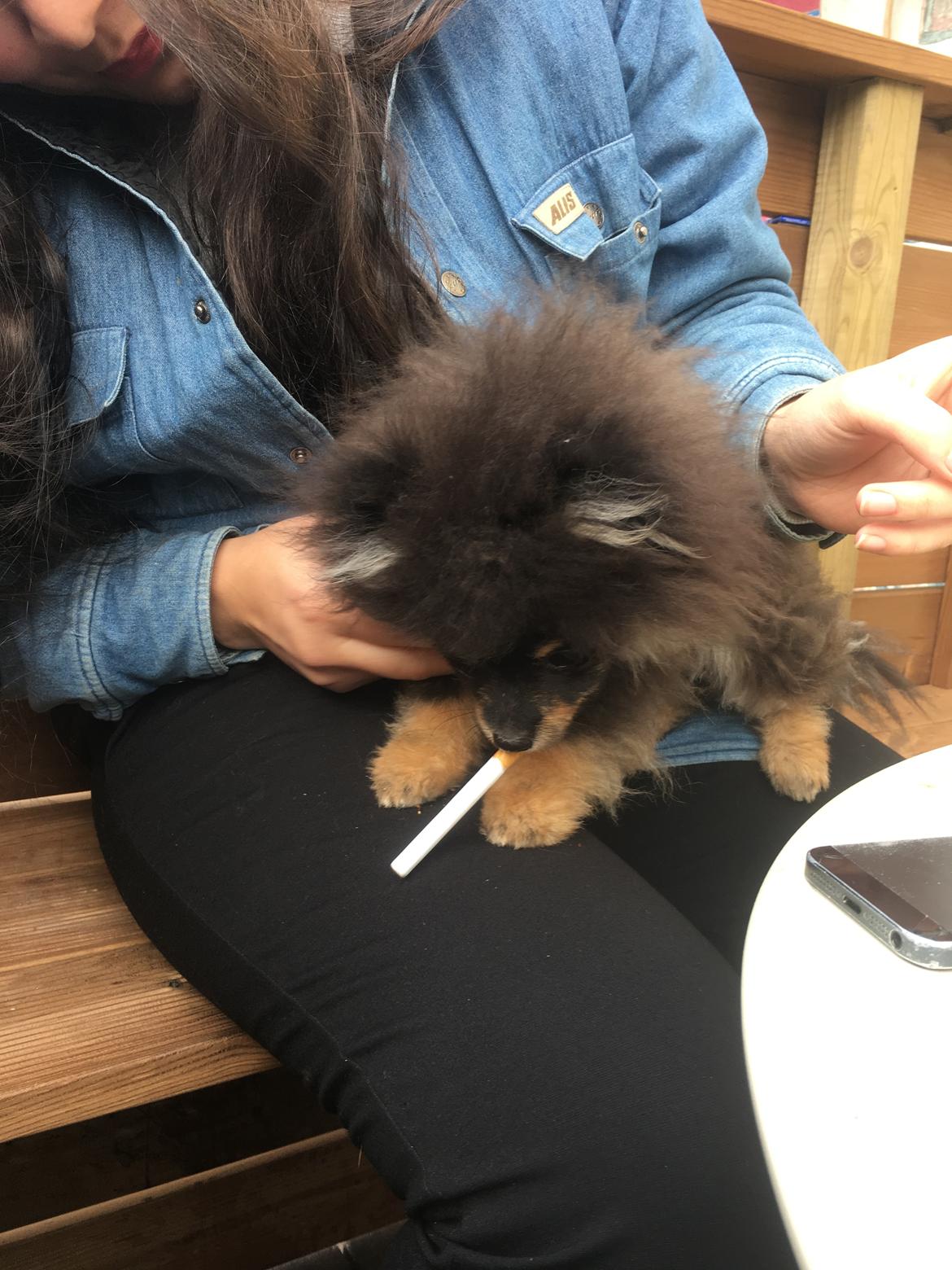Pomeranian Kenzo  billede 20