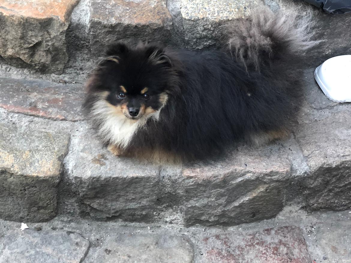 Pomeranian Kenzo  billede 26