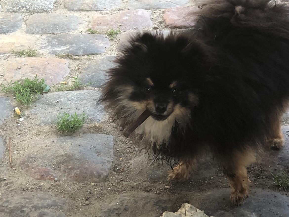 Pomeranian Kenzo  billede 27
