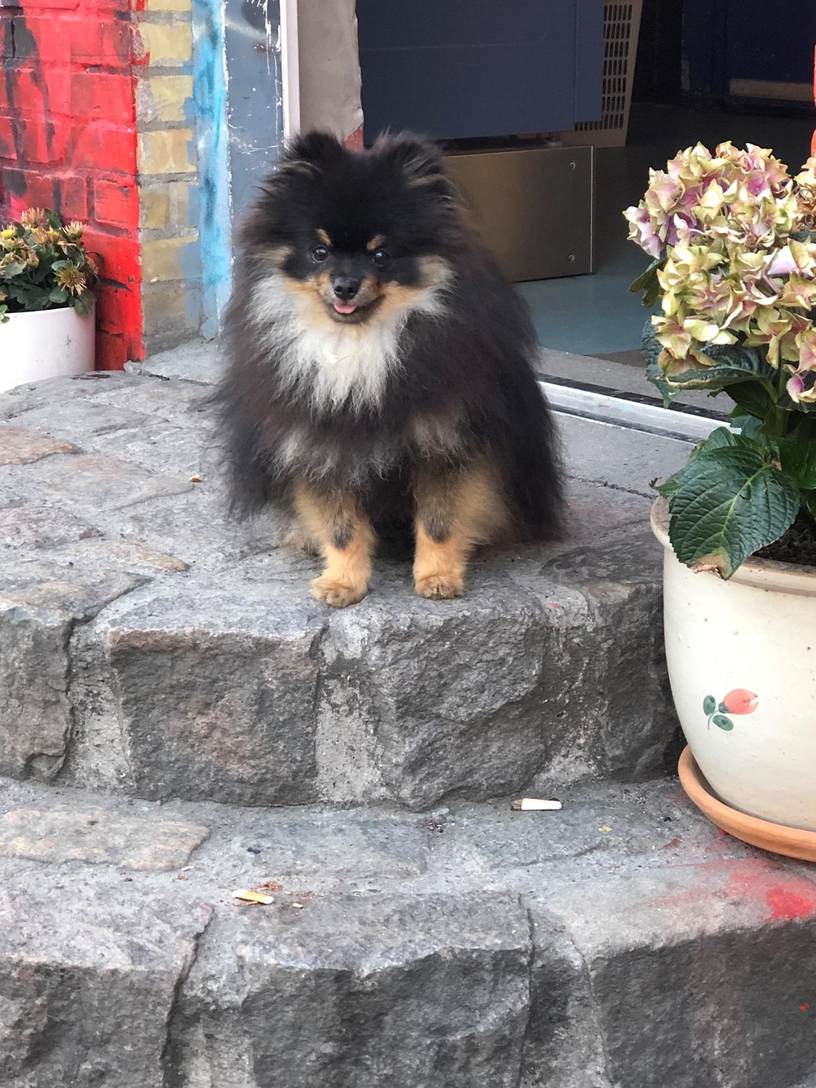 Pomeranian Kenzo  billede 25