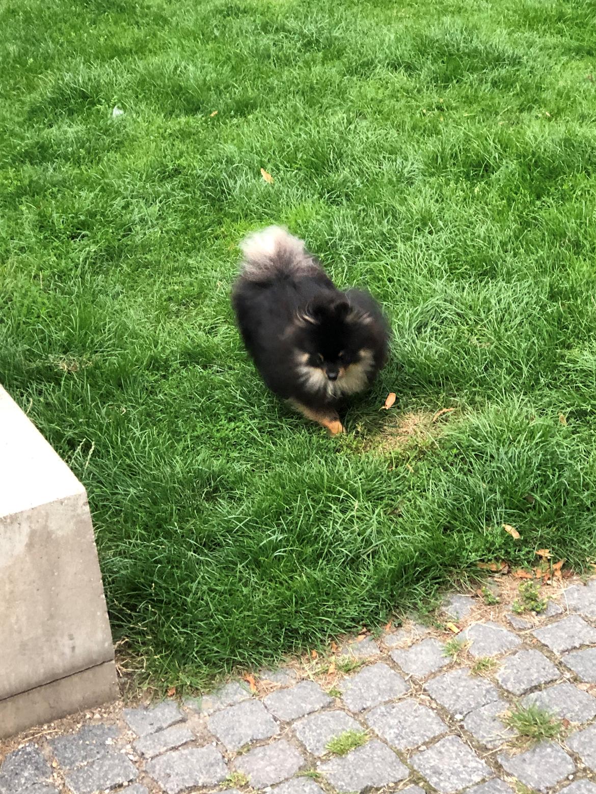 Pomeranian Kenzo  billede 29