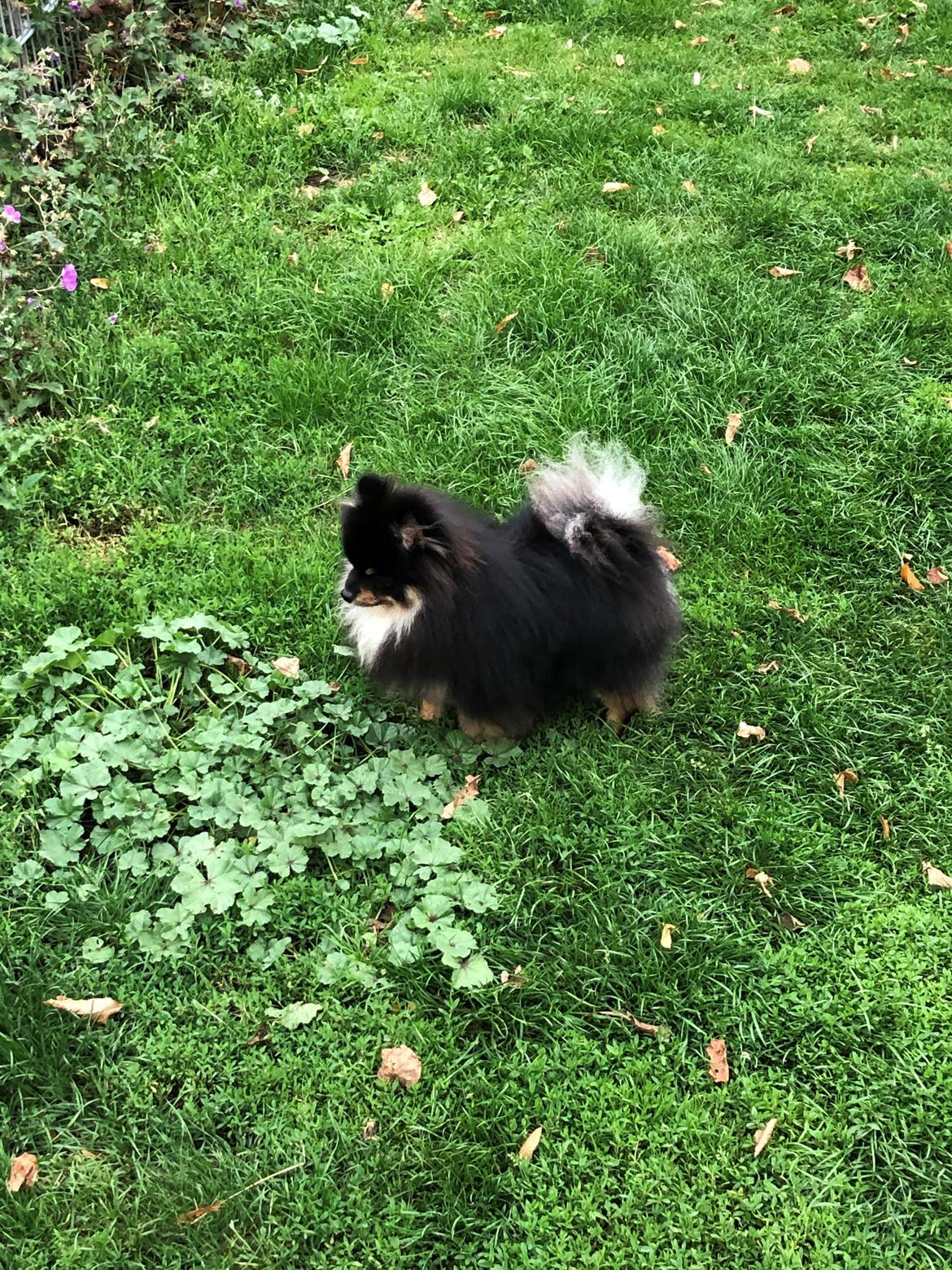 Pomeranian Kenzo  billede 30