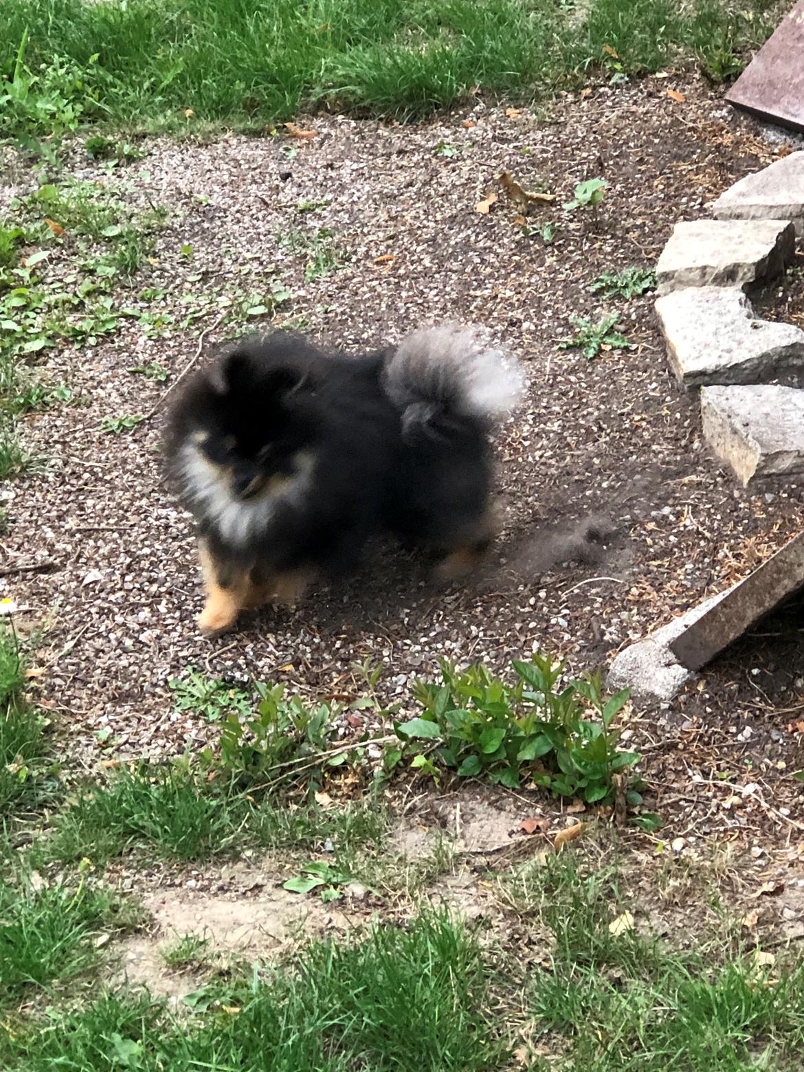 Pomeranian Kenzo  billede 31