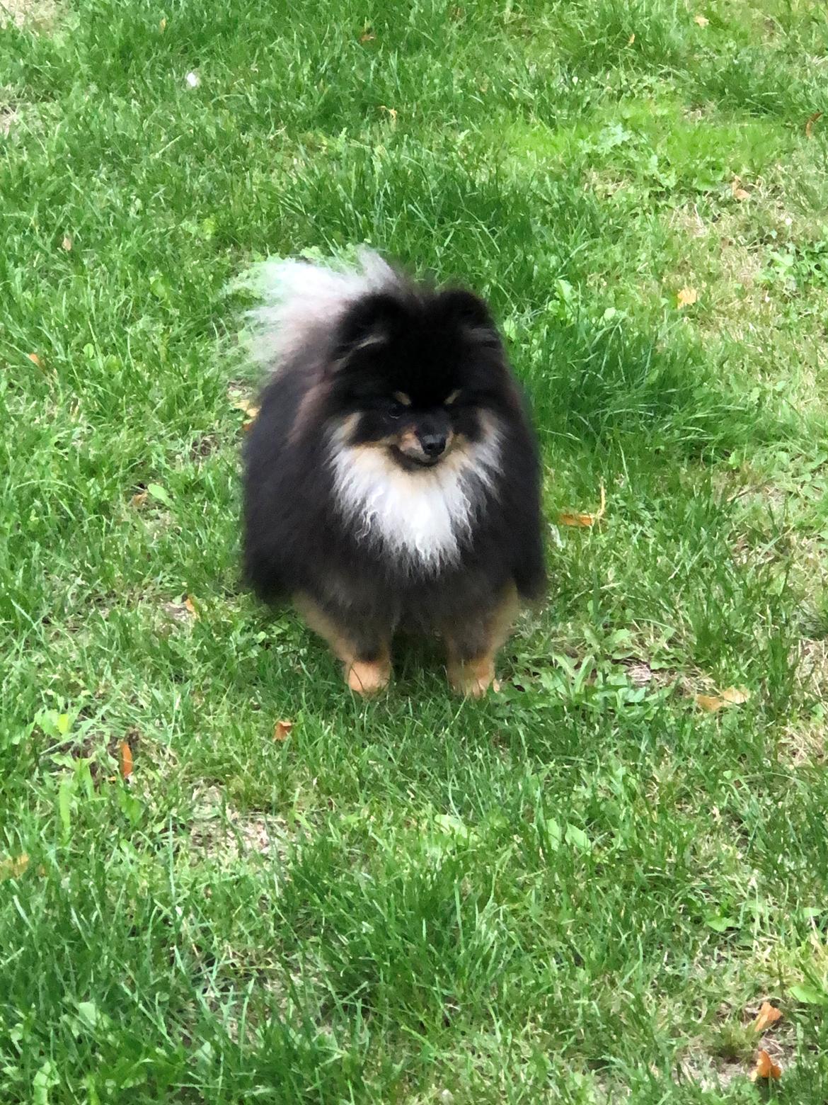 Pomeranian Kenzo  billede 32