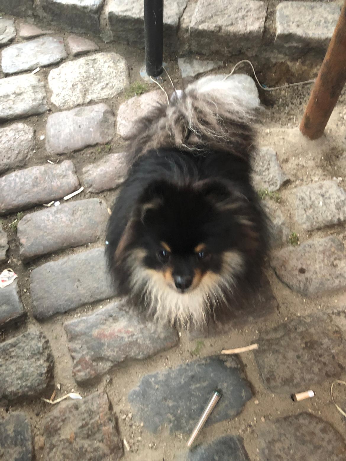 Pomeranian Kenzo  billede 28