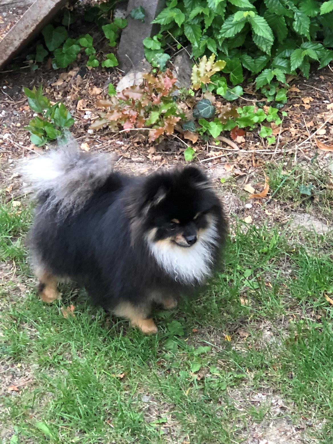 Pomeranian Kenzo  billede 33