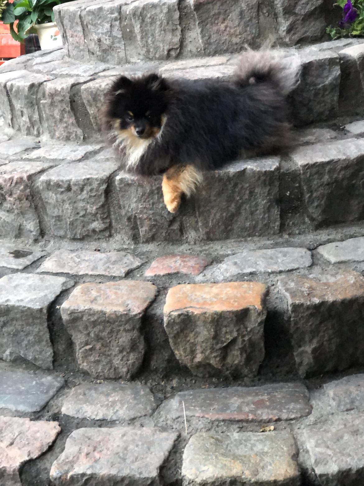 Pomeranian Kenzo  billede 35