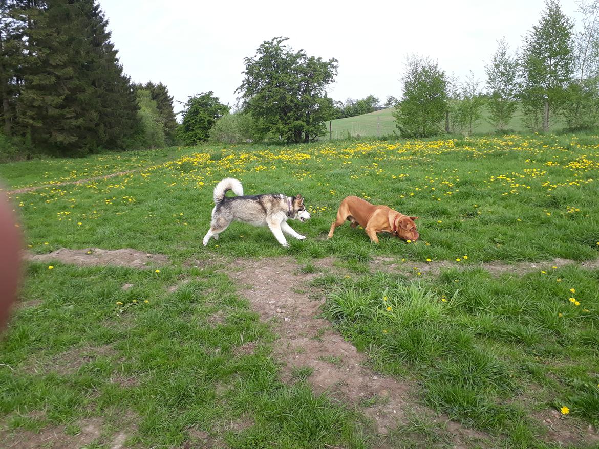 Alaskan malamute Riina (himmelhund) billede 25