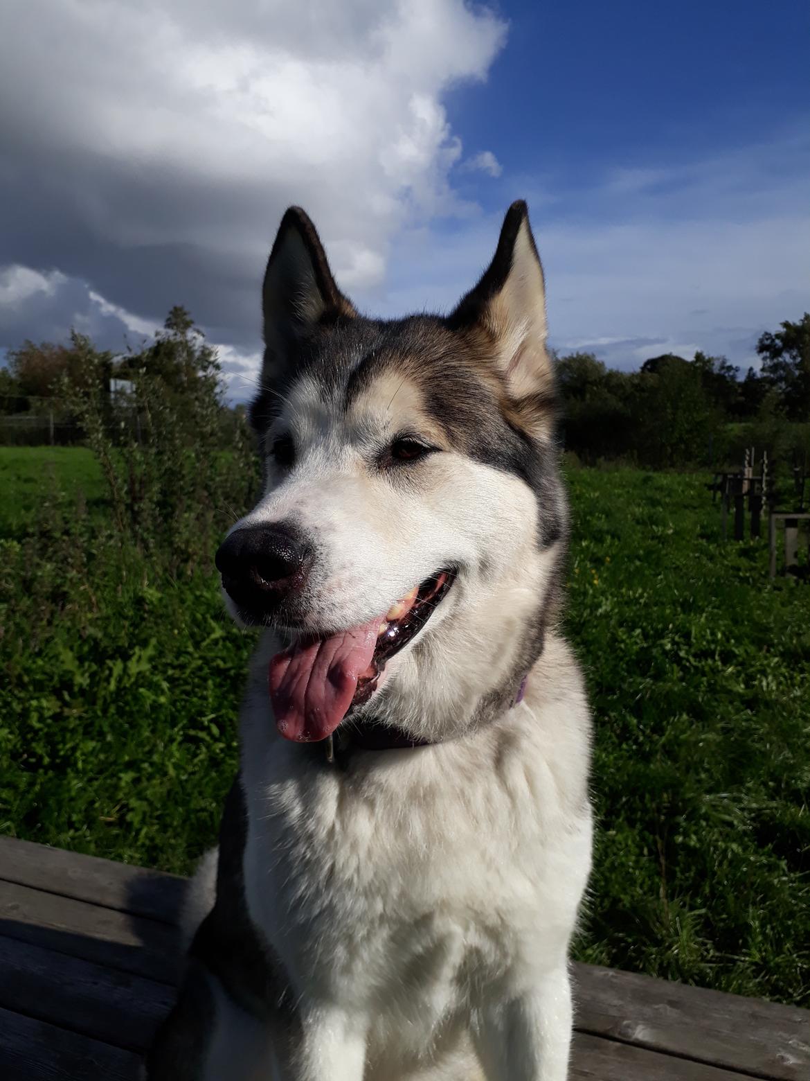 Alaskan malamute Riina (himmelhund) billede 28